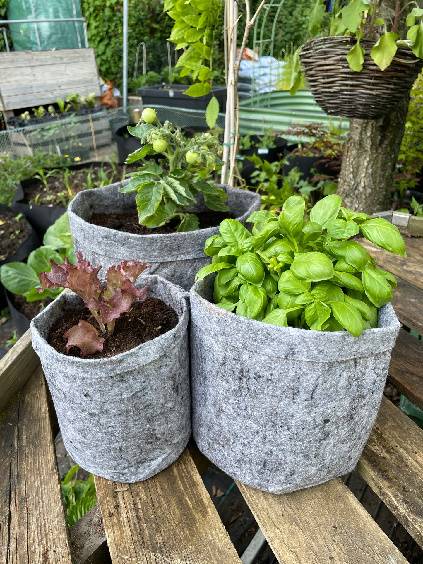 Grow bags assorted collection 3 pack - 12 litre, 8 litre & 3.8 litre