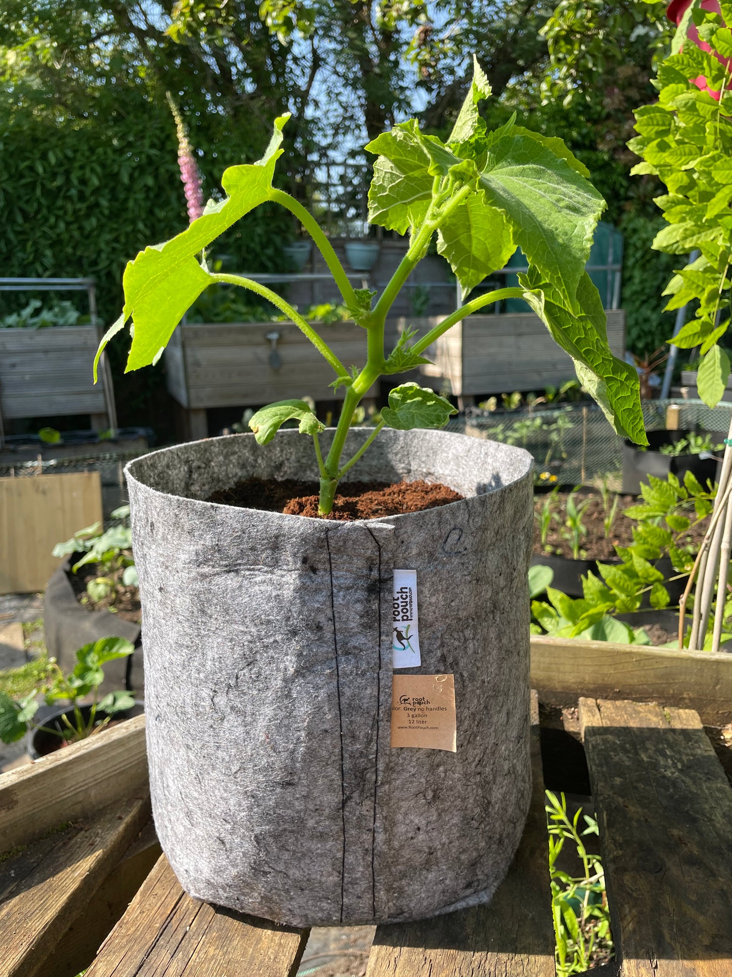 Large grow bag 3 pack - 12 Litres