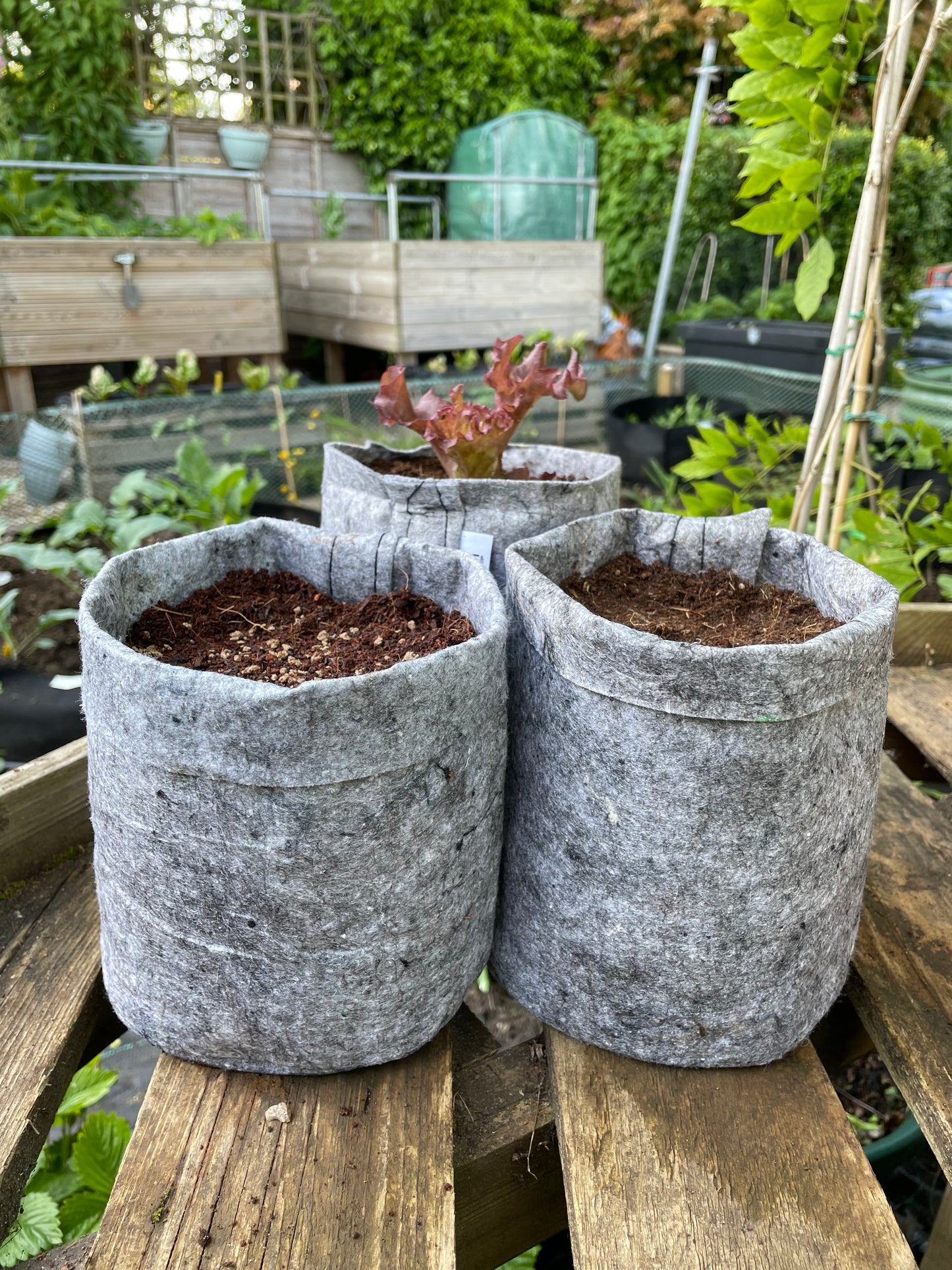 Small grow bags 3 pack - 3.8 litres
