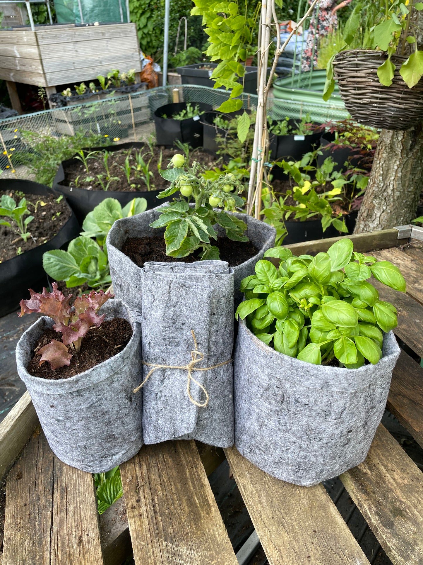 Grow bags assorted collection 3 pack - 12 litre, 8 litre & 3.8 litre