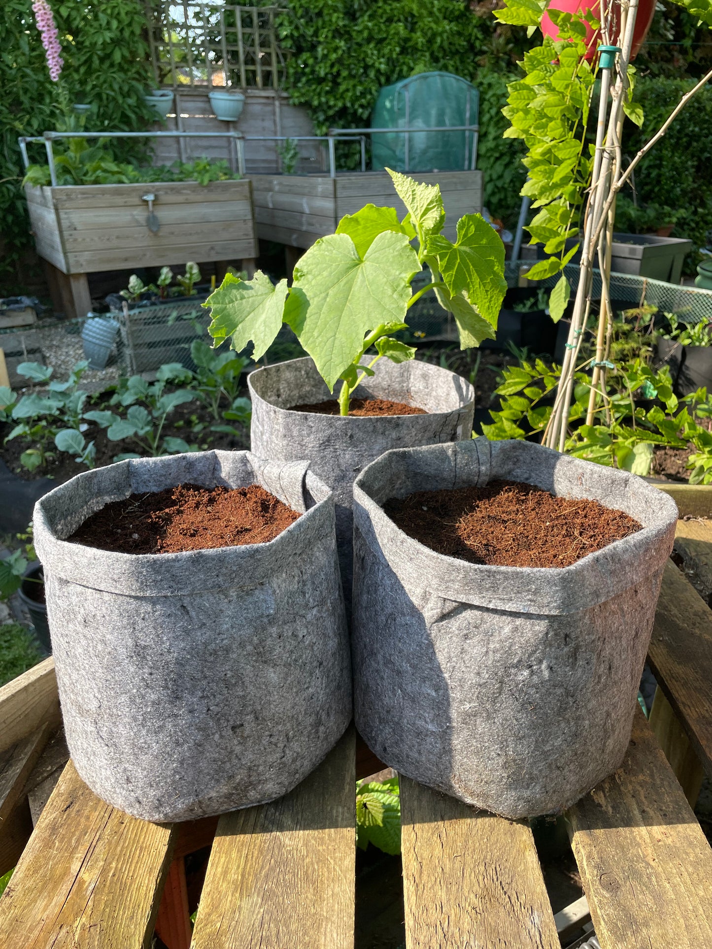 Large grow bag 3 pack - 12 Litres